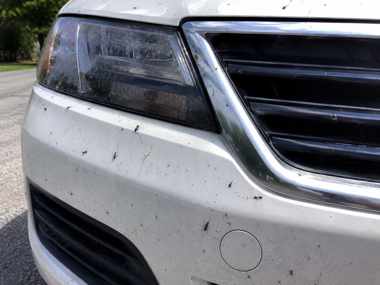 can lovebugs damage your car's paint